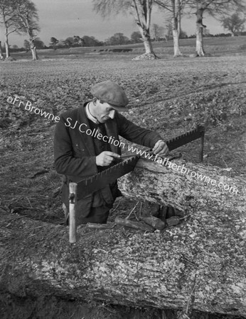 SHARPENING THE SAW TREES